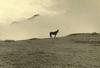 Domestic Horse (Equus caballus)