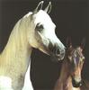 Domestic Horses (Equus caballus)  mare and foal