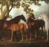 [Animal Art] Domestic Horses (Equus caballus)