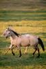 Domestic Horse (Equus caballus)  running