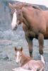 Domestic Horses (Equus caballus)  mare and foal