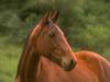 Domestic Horse (Equus caballus)