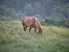 Domestic Horse (Equus caballus)