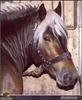 Domestic Horse (Equus caballus)