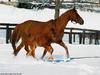 Domestic Horses (Equus caballus)  mare