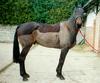 Domestic Horse (Equus caballus)