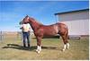 Domestic Horse (Equus caballus)