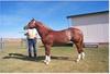 Domestic Horse (Equus caballus)