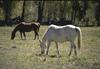 Domestic Horses (Equus caballus)