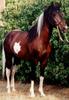 Domestic Horse (Equus caballus)
