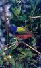 Painted Bunting (Passerina ciris)