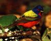 Painted Bunting (Passerina ciris)