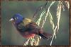 Painted Bunting (Passerina ciris)  - Photo by: John Snyder