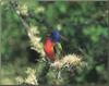 Painted Bunting (Passerina ciris)