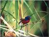 Painted Bunting (Passerina ciris)