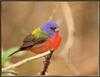 Painted Bunting (Passerina ciris)  maile