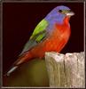 Painted Bunting (Passerina ciris)