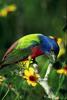 Painted Bunting (Passerina ciris)