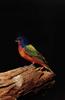 Painted Bunting (Passerina ciris)