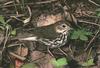 Ovenbird (Seiurus aurocapillus)