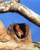 Ovenbird (Seiurus aurocapillus)  building nest
