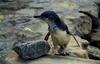 Little Blue Penguin (Eudyptula minor)