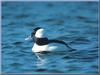 Bufflehead (Bucephala albeola) male on water