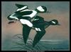 [Animal Art] Bufflehead (Bucephala albeola) pair in flight by Maynard Reece, 1983