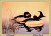 [Animal Art] Bufflehead (Bucephala albeola)  pair by William Morris