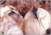 [Pierre Scans] Snake hatchlings from Everglades
