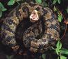 Cottonmouth snake (Agkistrodon piscivorus)