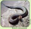Cottonmouth snake (Agkistrodon piscivorus)  by Keith Sutton