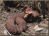 Cottonmouth snake (Agkistrodon piscivorus)