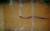 Cottonmouth snake (Agkistrodon piscivorus)
