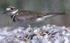 Killdeer(Charadrius vociferus)