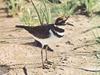 Killdeer(Charadrius vociferus)