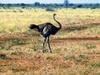 Ostrich(Struthio camelus)