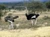 Ostrich(Struthio camelus)  pair