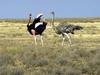 Ostrich(Struthio camelus)  pair