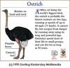 Ostrich(Struthio camelus)