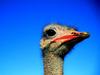 Ostrich(Struthio camelus)  head