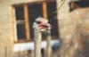 Ostrich(Struthio camelus)