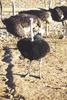 Ostrich(Struthio camelus)