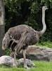 Ostrich(Struthio camelus)