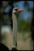Ostrich(Struthio camelus)  long neck