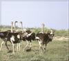 Ostrich(Struthio camelus)