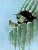 [Animal Art] Cactus Wren (Campylorhynchus brunneicapillus)  pair by Robert Bateman