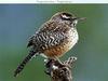 Cactus Wren (Campylorhynchus brunneicapillus)