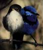 Fairy-wren pair