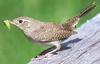 House Wren(Troglodytes aedon)  caught a caterpillar